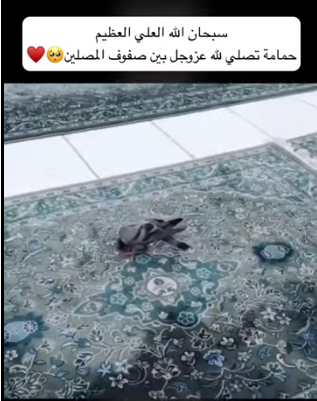 حمامة تسجد بين المصلين