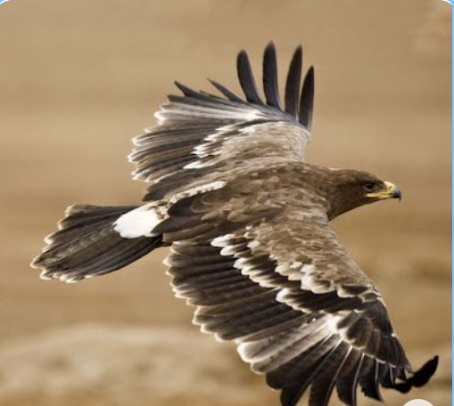 رحلة تحول الصقر في سن الأربعين