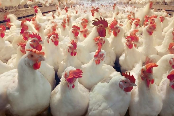 ارتفاع في أسعار الدواجن اليوم الأربعاء 31 يناير
