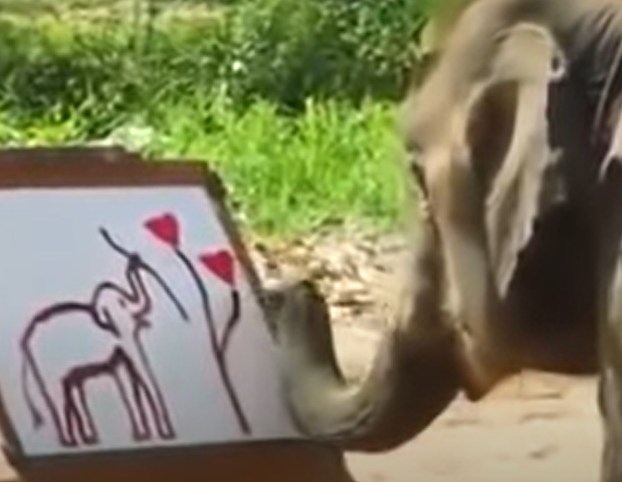 فيل يرسم نفسه بخرطومه
