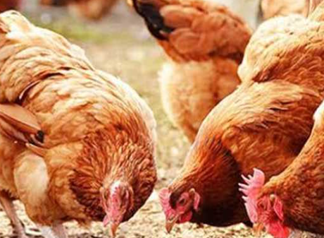 ارتفاع في أسعار الدواجن اليوم الجمعة 2 فبراير