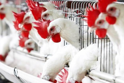 مفاجأة في أسعار الدواجن اليوم الأحد 18 فبراير رغم انخفاض الأعلاف