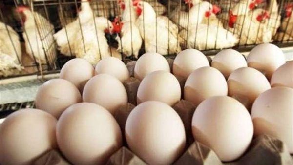 تراجع في أسعار الدواجن والبيض اليوم 16 مارس