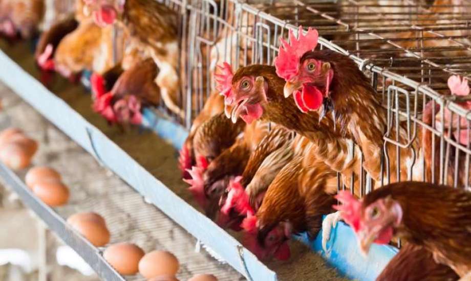 انخفاض ملحوظ في بورصة الدواجن اليوم الأحد 31 مارس