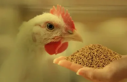 استقرار في أسعار الدواجن والبيض اليوم الجمعة 1 مارس