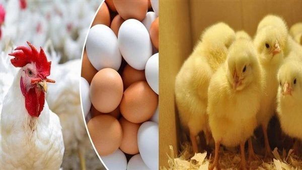 انخفاض في سعر الدواجن اليوم السبت