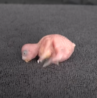 Let’s take a journey together and explore the fascinating stages of this bird’s growth