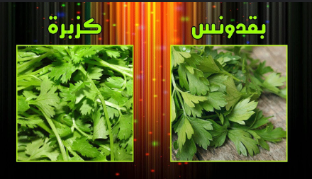 علامات تعرفك الفرق بين البقدونس و الكزبرة